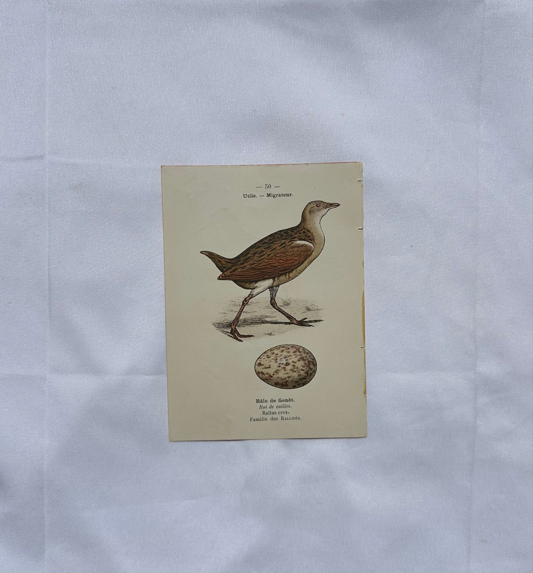 Planche Botanique Gravure oiseaux naturaliste  19eme recto verso  A