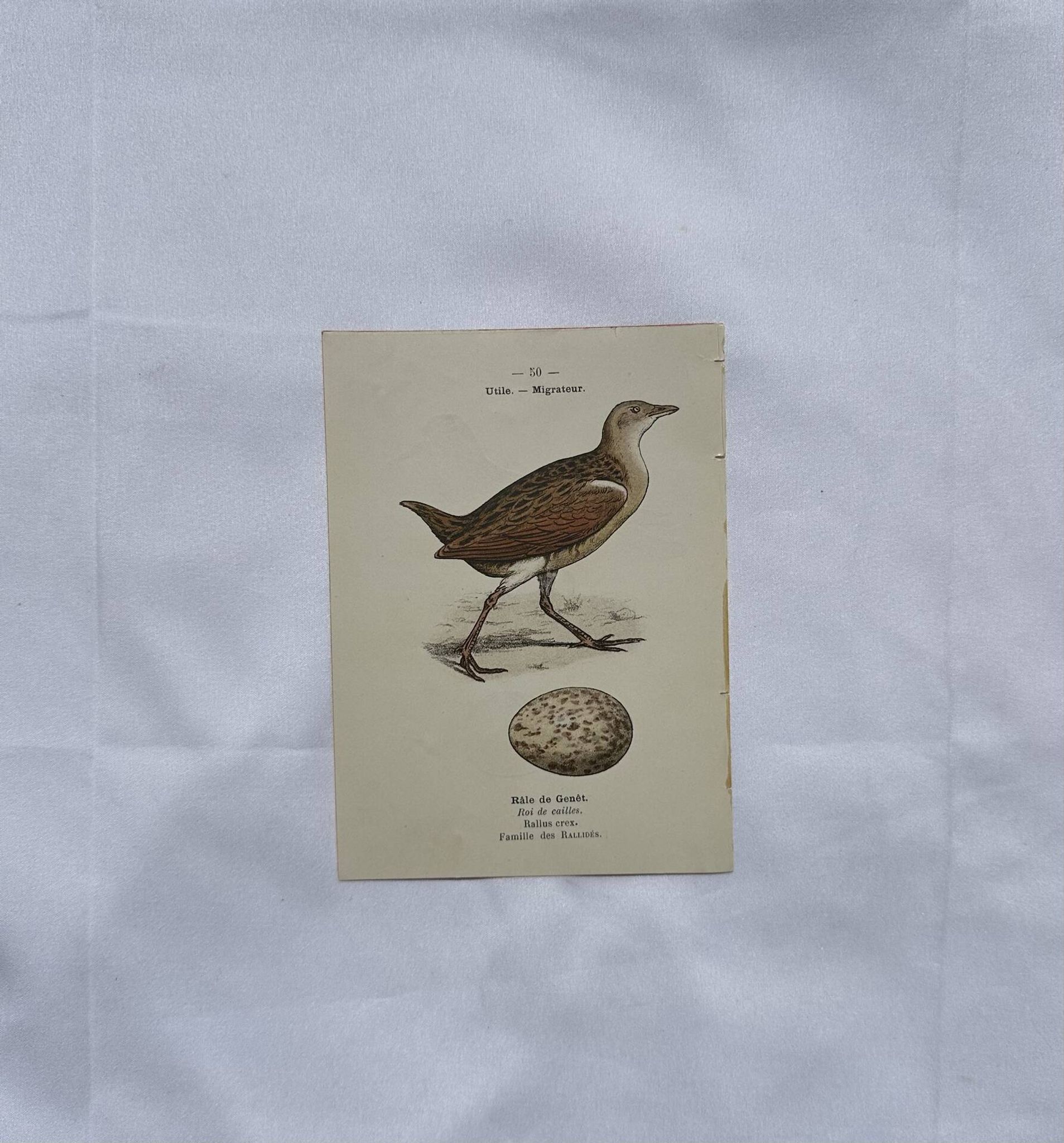 Botanical Plate Engraving of Birds, Naturalist, 19th Century, Double-sided A