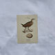 Planche Botanique Gravure oiseaux naturaliste  19eme recto verso  A