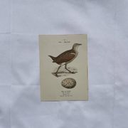 Botanical Plate Engraving of Birds, Naturalist, 19th Century, Double-sided A