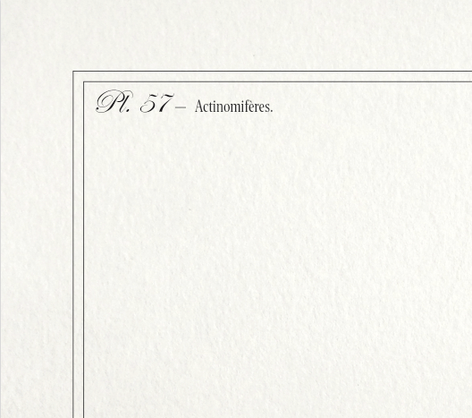 Lithograph chimeric engraving animal - the cariapocampus