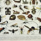 Old engraving 1898, Insects 2, entomology • Lithograph, Original plate