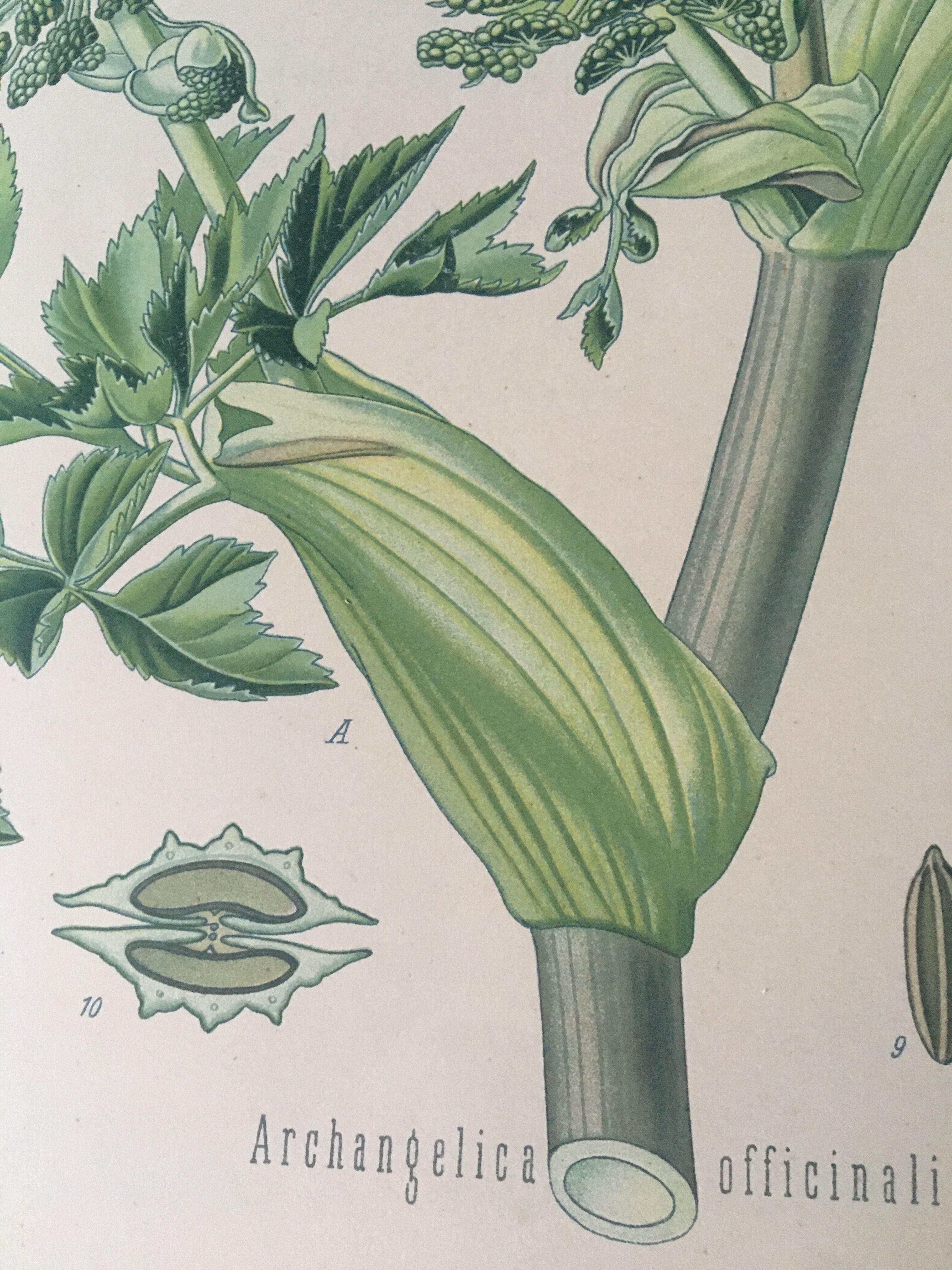 E. botanical plank. Kohler 1887