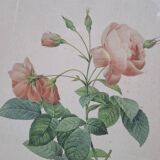 Botanical lithograph Rosebush with drooping buds PJ Redouté