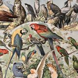 Lithograph on birds (parrot) - 1900