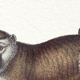 Lot de 2 chimère encadrées lithographie gravure animal