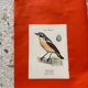 Botanical engraving birds double sided naturalist board
