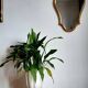 Planter pot on stand in earthenware, vintage Italy
