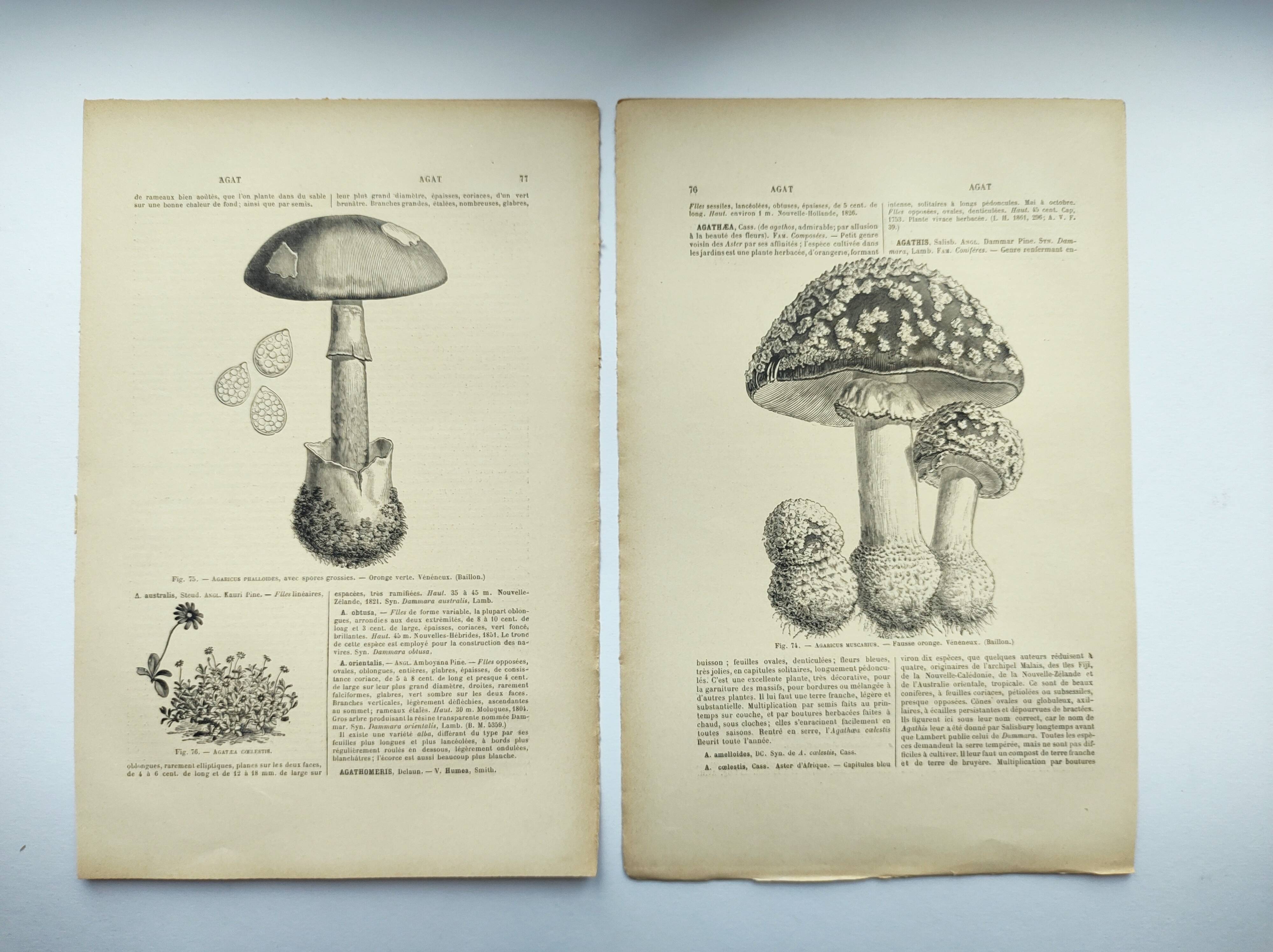 Botanical engraving from 1897 - Set of 2 Mushroom plates (1) - Plate of old lithographs