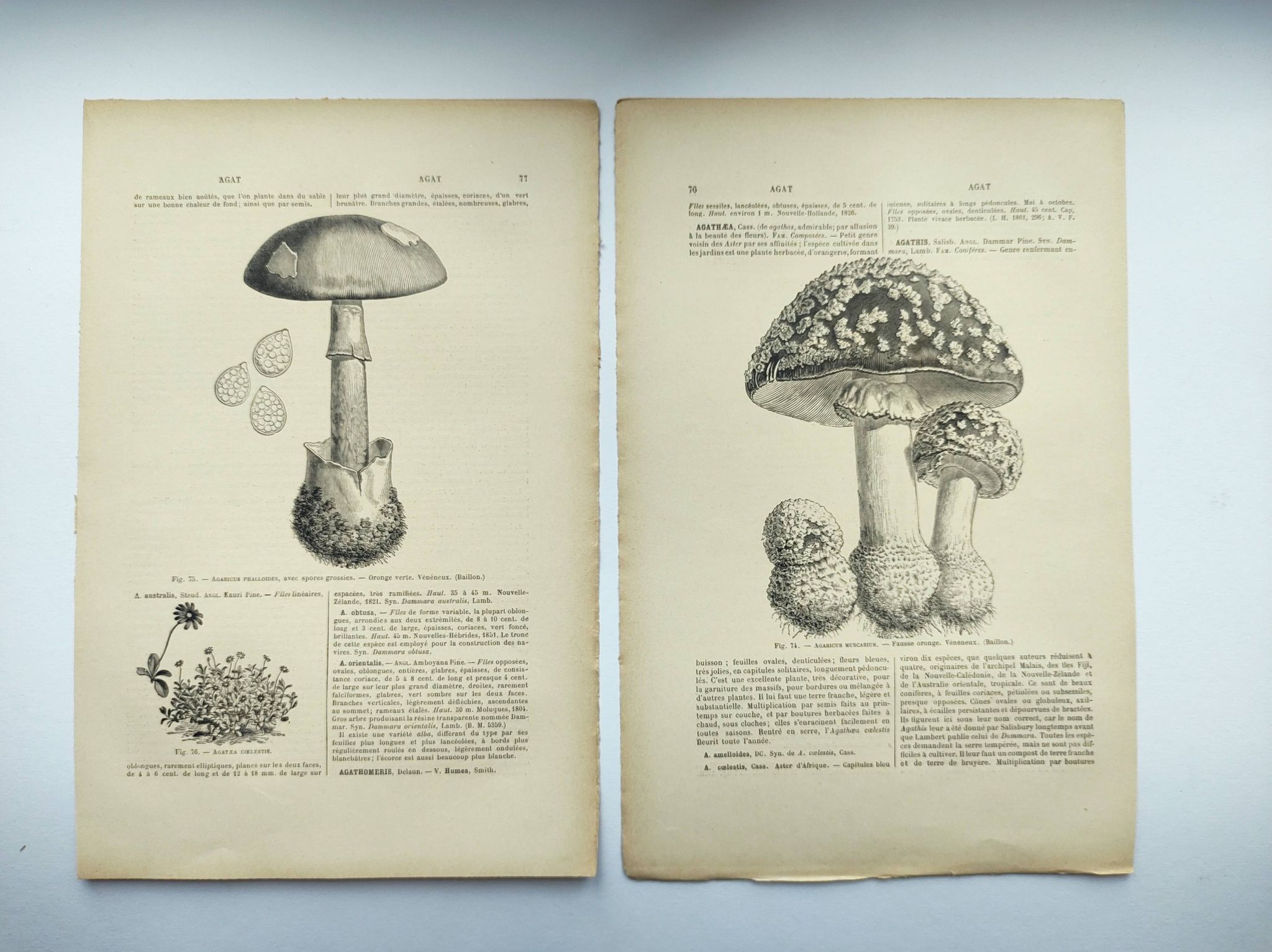 Botanical engraving from 1897 - Set of 2 Mushroom plates (1) - Plate of old lithographs