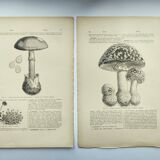Botanical engraving from 1897 - Set of 2 Mushroom plates (1) - Plate of old lithographs