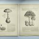 Botanical engraving from 1897 - Set of 2 Mushroom plates (1) - Plate of old lithographs