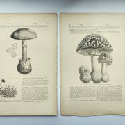 Botanical engraving from 1897 - Set of 2 Mushroom plates (1) - Plate of old lithographs