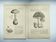 Botanical engraving from 1897 - Set of 2 Mushroom plates (1) - Plate of old lithographs