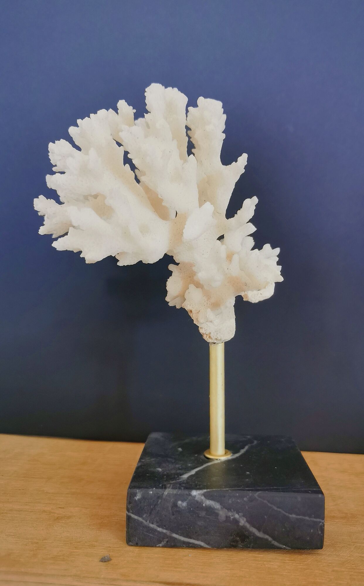 Coral branch