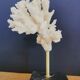 Coral branch