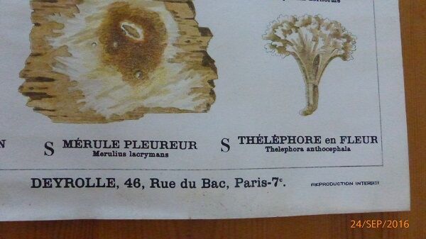 Educational poster DEYROLLE