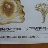 Educational poster DEYROLLE