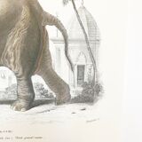 Displayed in colors representative of the Asian elephant