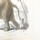 Affiche en couleurs représentant l'éléphant d'Asie