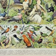Engraving • Birds 1, species, raptors • Original and vintage poster from 1898