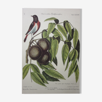 Engraving bird, nightingale, repro Catesby/Seligmann