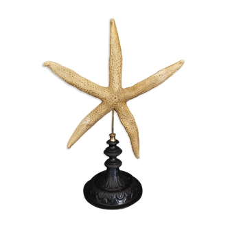Cabinet of Curiosities starfish nardoa novaecaledoniae on base