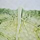 Flat cabbage leaf