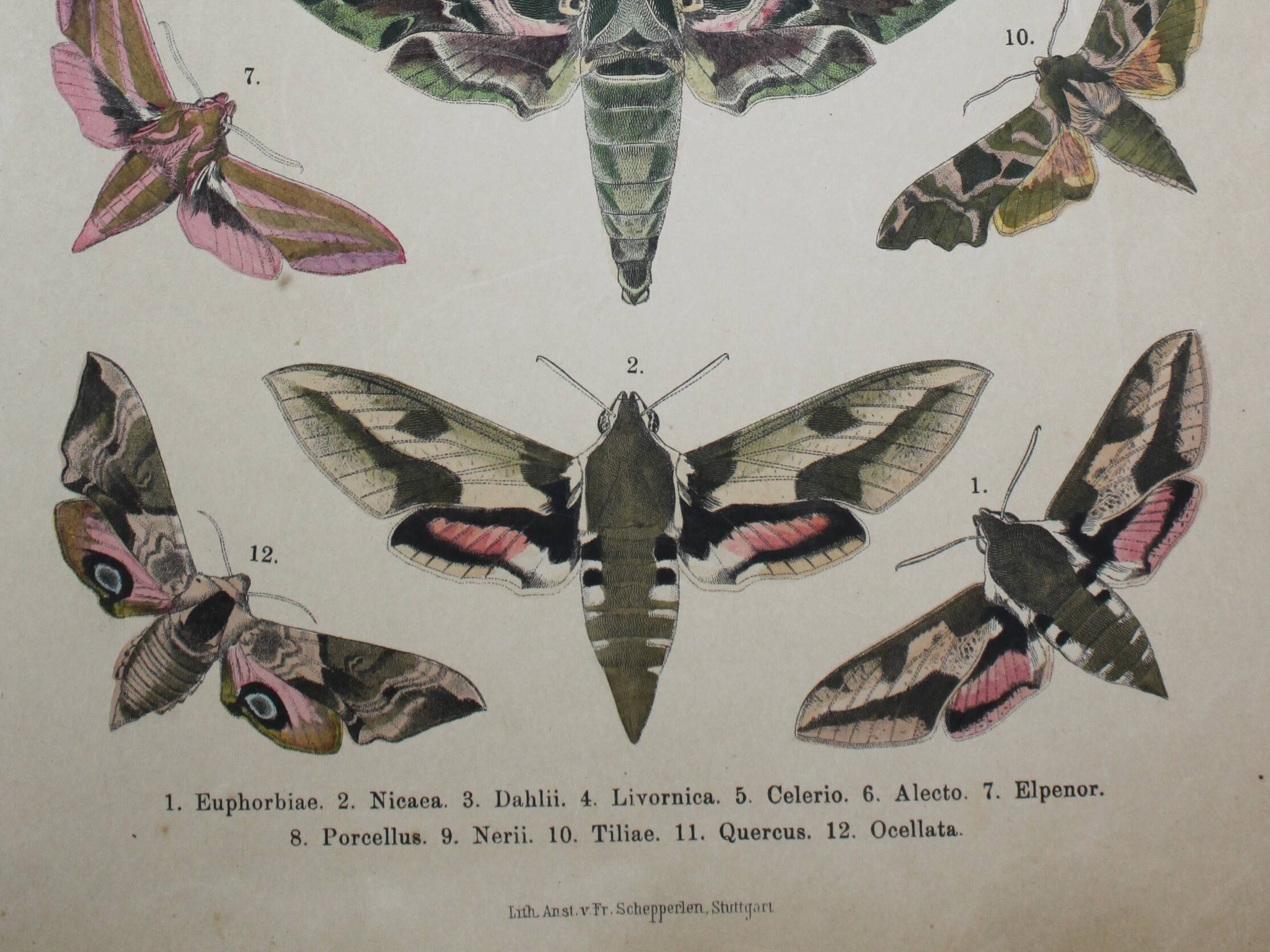 Ancienne gravure Papillon - Lithographie de 1887 - Euphorbia - Illustration entomologique
