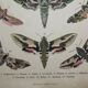 Ancienne gravure Papillon - Lithographie de 1887 - Euphorbia - Illustration entomologique