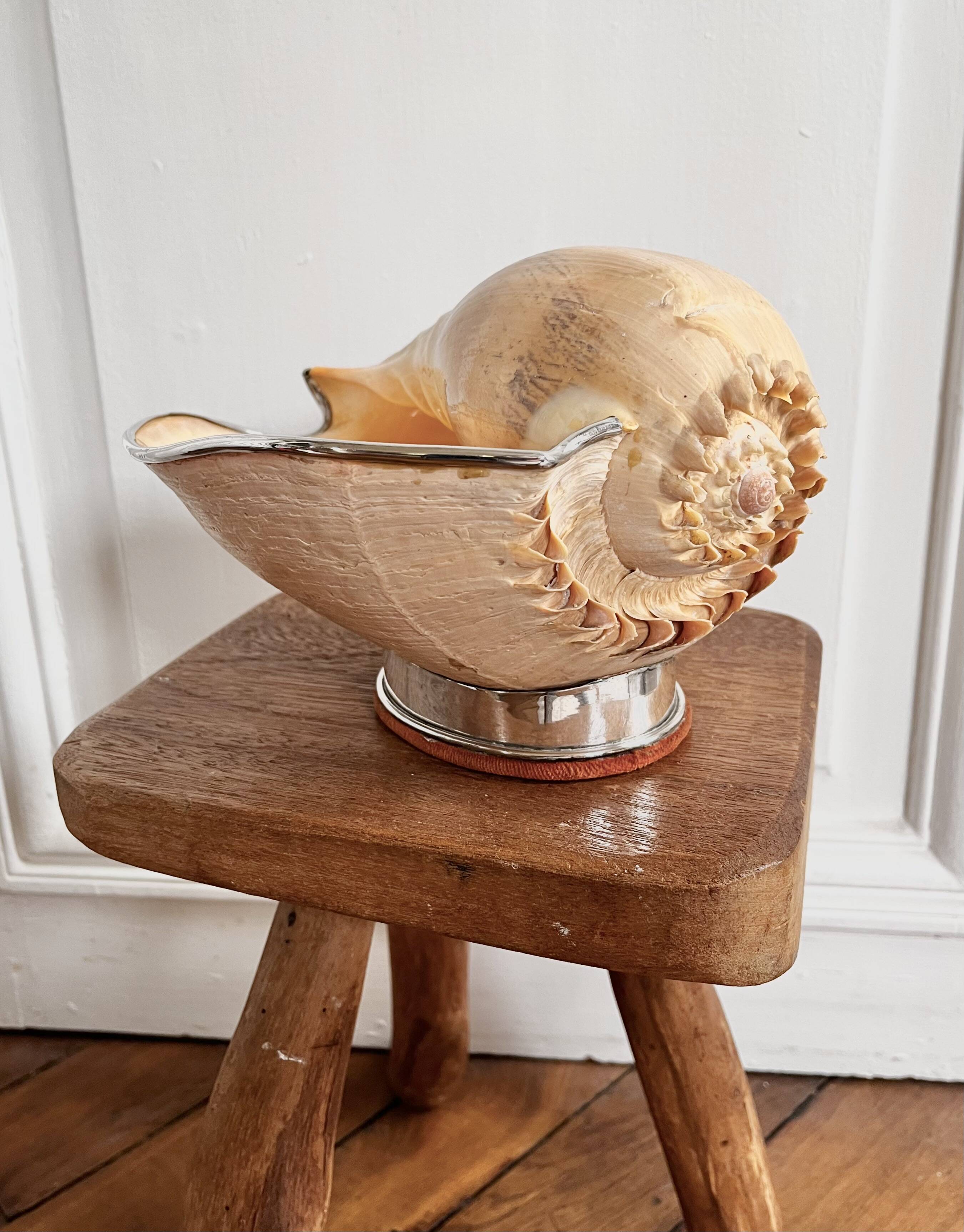 Cabinet of curiosities giant shell circled cup and base 60s