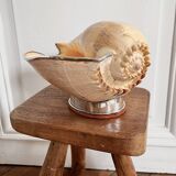 Cabinet of curiosities giant shell circled cup and base 60s