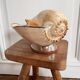 Cabinet of curiosities giant shell circled cup and base 60s
