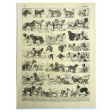 Antique engraving 1928 A. Millot - Dog, breeds, shepherd, canine, training