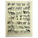 Gravure ancienne 1928 A. Millot - Chien, races, berger, canin, dressage