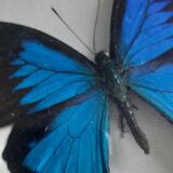 Frame butterfly silver blue cabinet of curiosity framing taxidermy