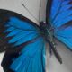 Cadre papillon bleu argenté cabinet de curiosité encadrement taxidermie