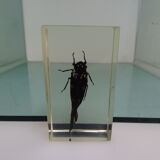 Lot 4 insects inclusion resins to identify vintage