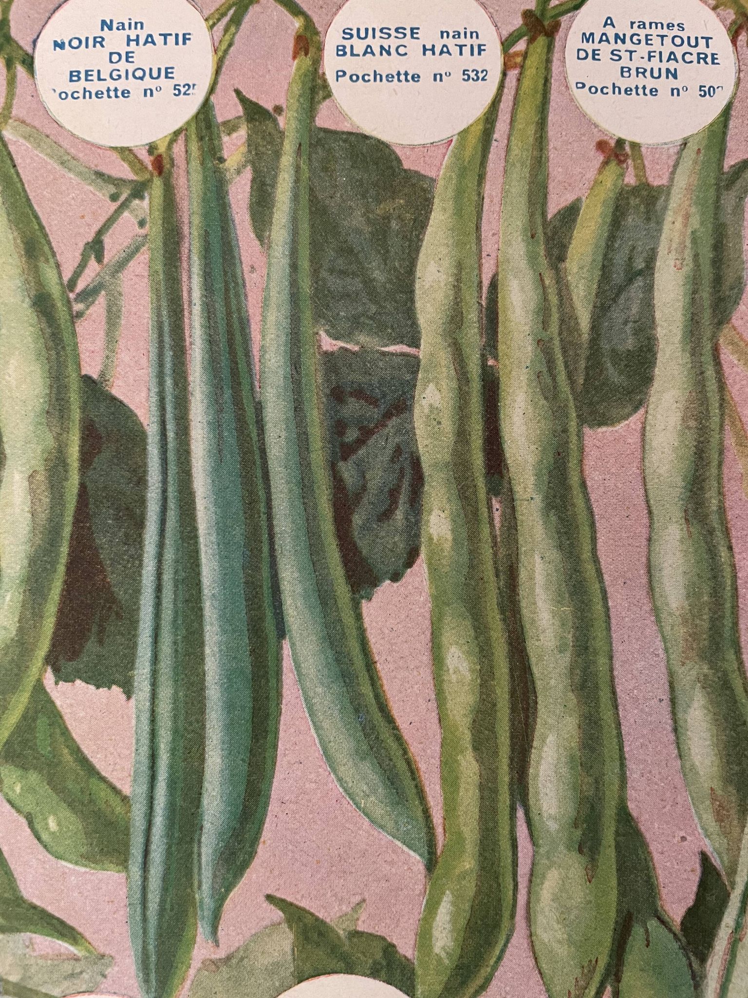 Ancienne illustration sur les betteraves et les haricots - 1930