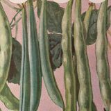 Old illustration on beets and beans - 1930