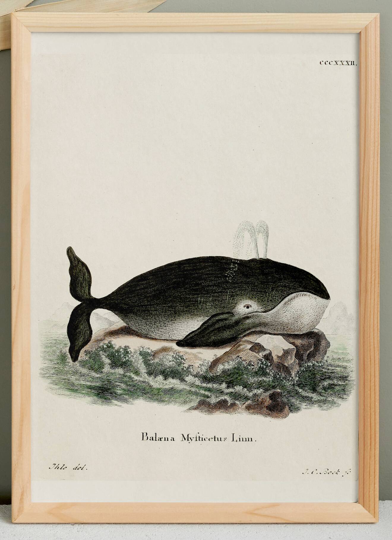 Poster about the bowhead whale, based on an old engraving from 1774.