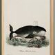 Poster about the bowhead whale, based on an old engraving from 1774.