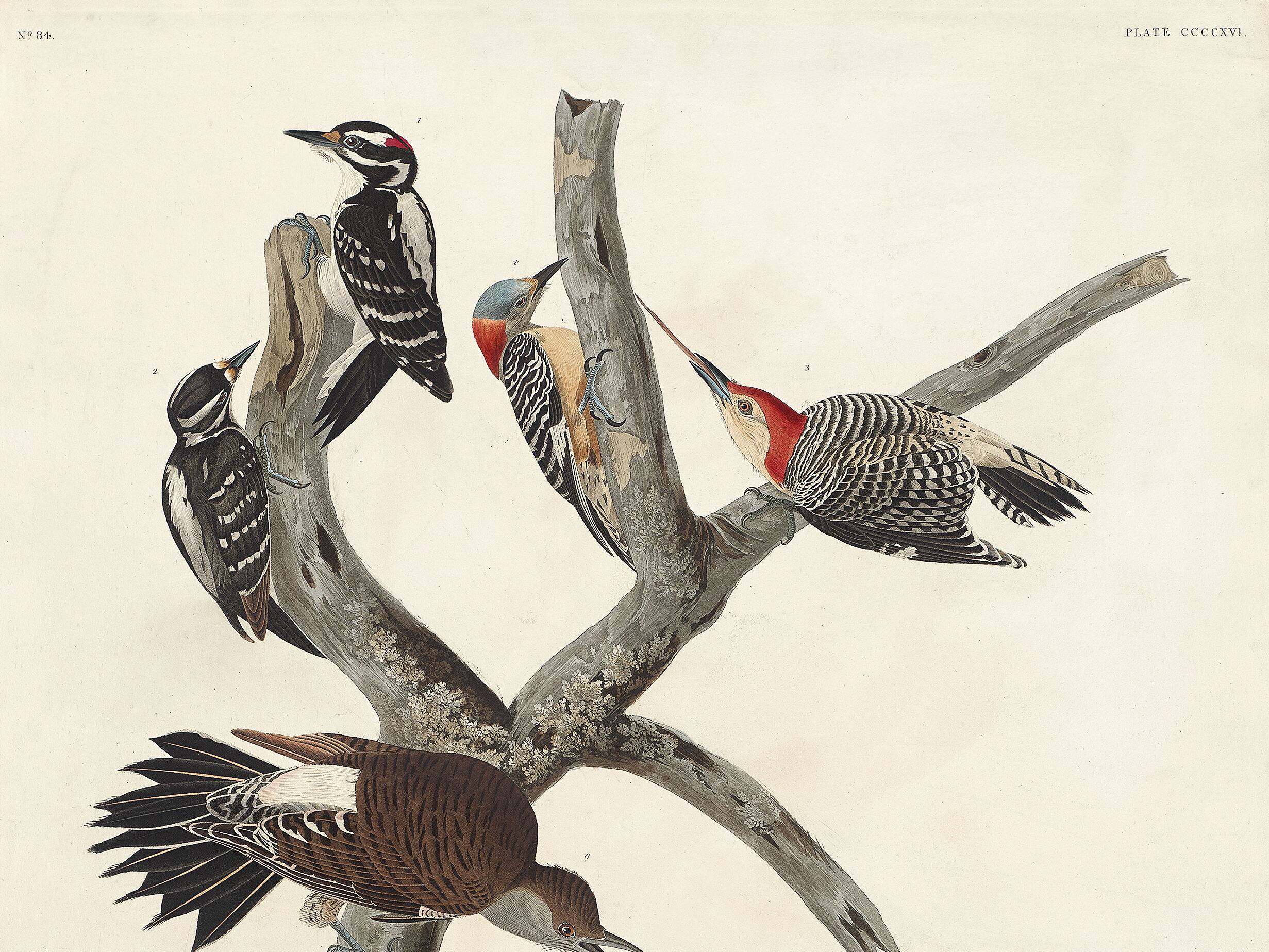 Poster about the peaks, based on an old engraving from 1827.