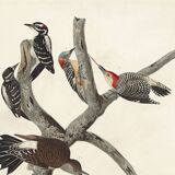 Poster about the peaks, based on an old engraving from 1827.