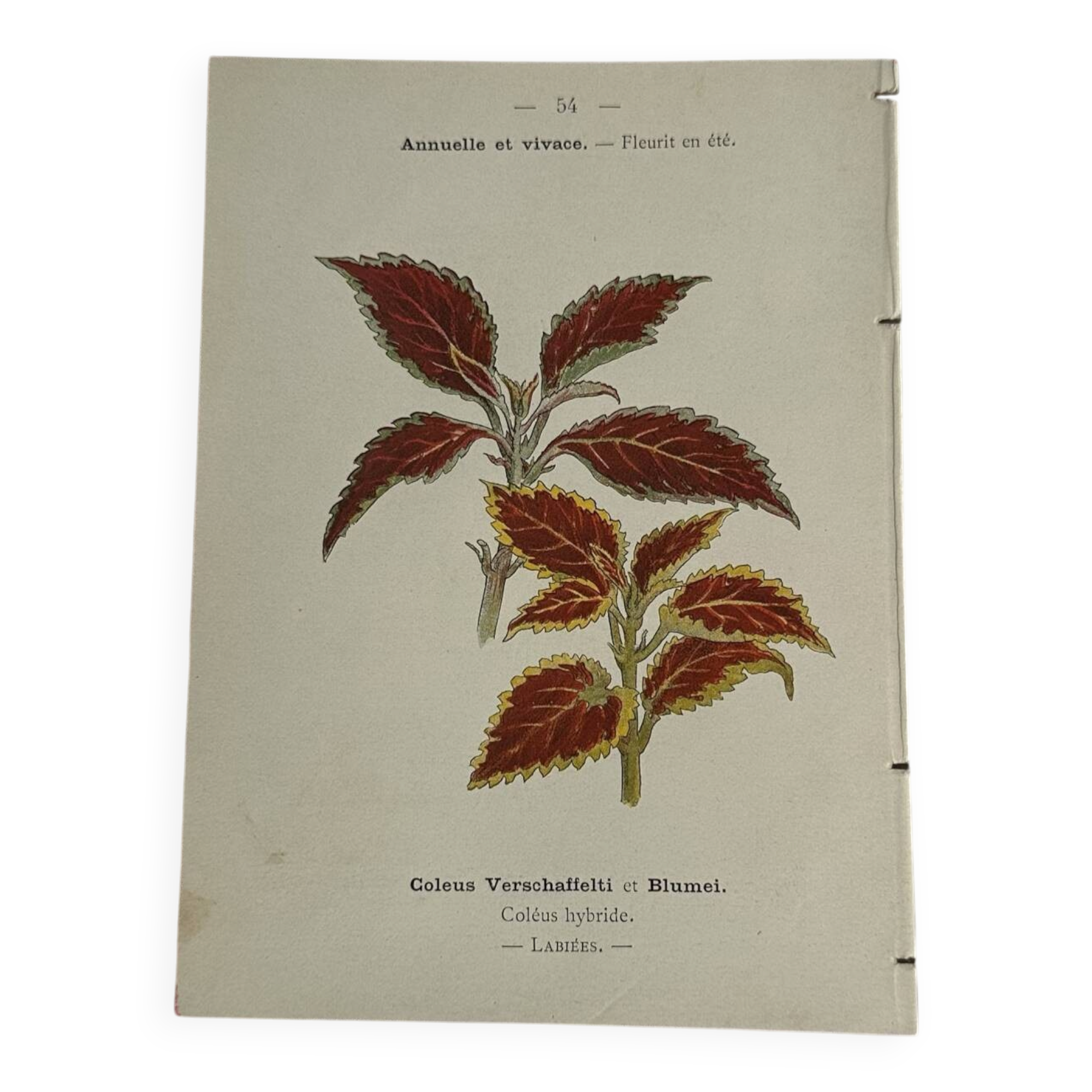 🌿 Botanical Plate Old Naturalist Engraving 19th Century Double-Sided