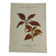 🌿 Botanical Plate Old Naturalist Engraving 19th Century Double-Sided