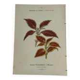 Planche Botanique Gravure naturaliste ancienne 19eme recto verso