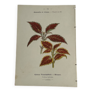 🌿 Botanical Plate Old Naturalist Engraving 19th Century Double-Sided