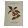 🌿 Botanical Plate Old Naturalist Engraving 19th Century Double-Sided