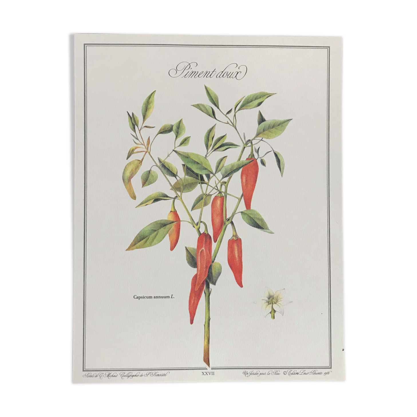 Botanical board the Sweet Pepper